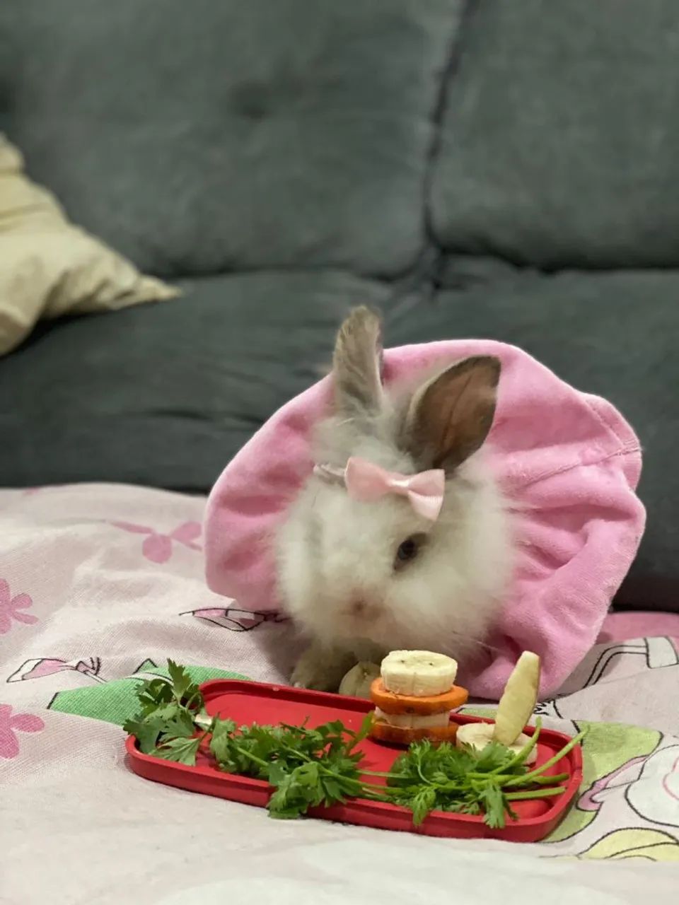 Mine Coelhos da raça Lion Lindos  - Foto 2