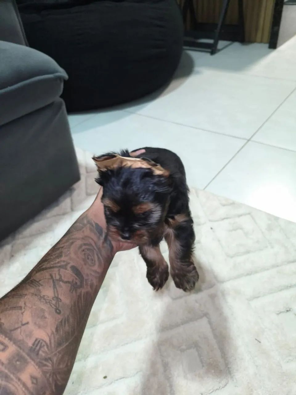 Yorkshire Terrier Macho - Foto 2
