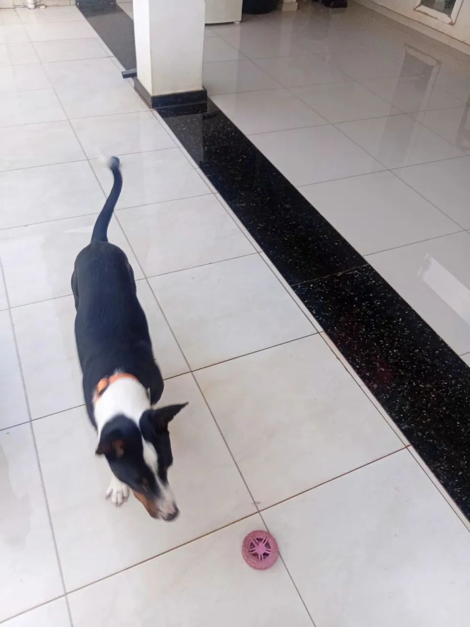 Doação de um cachorro nome( piter)  - Foto 3