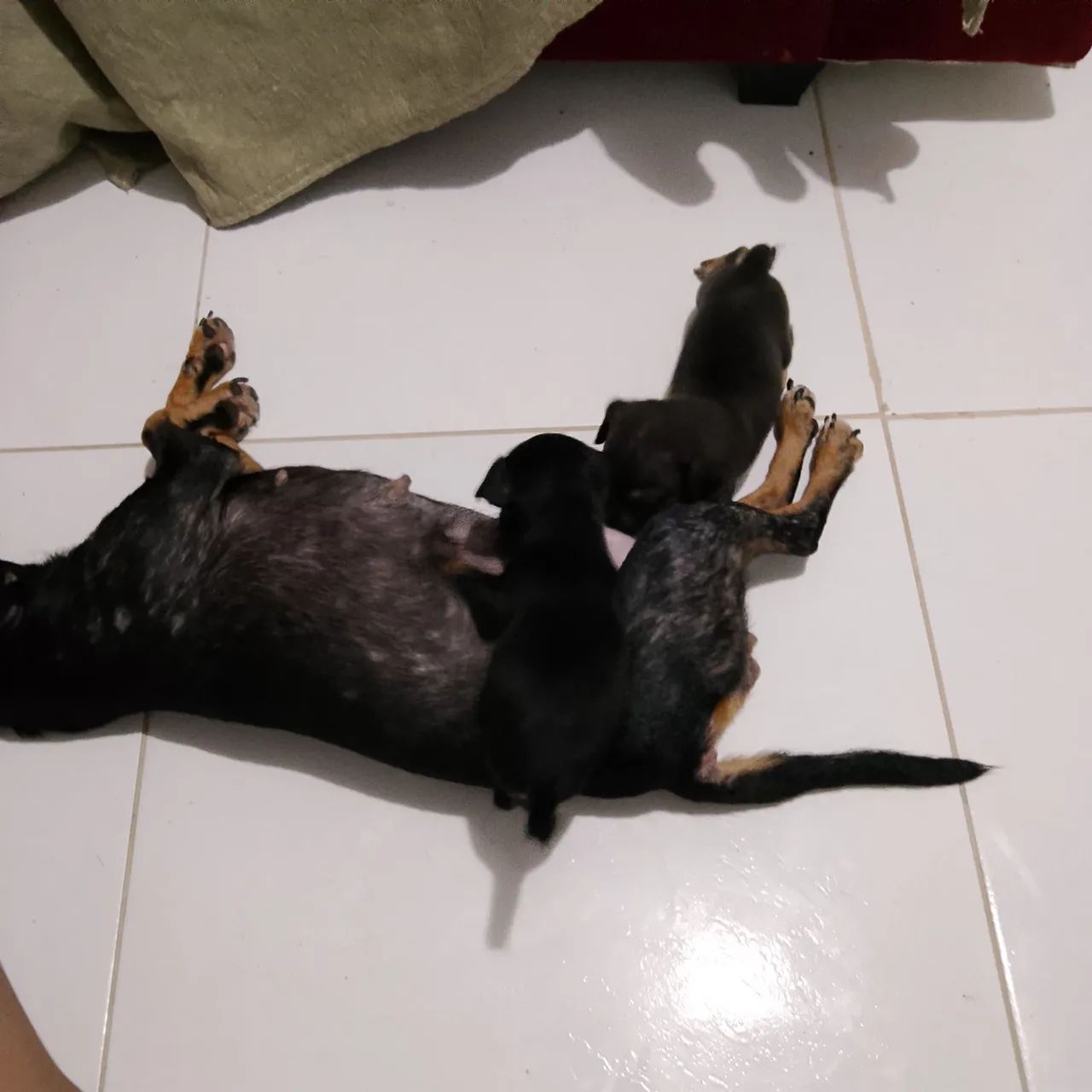 Cachorrinho pinscher  - Foto 5