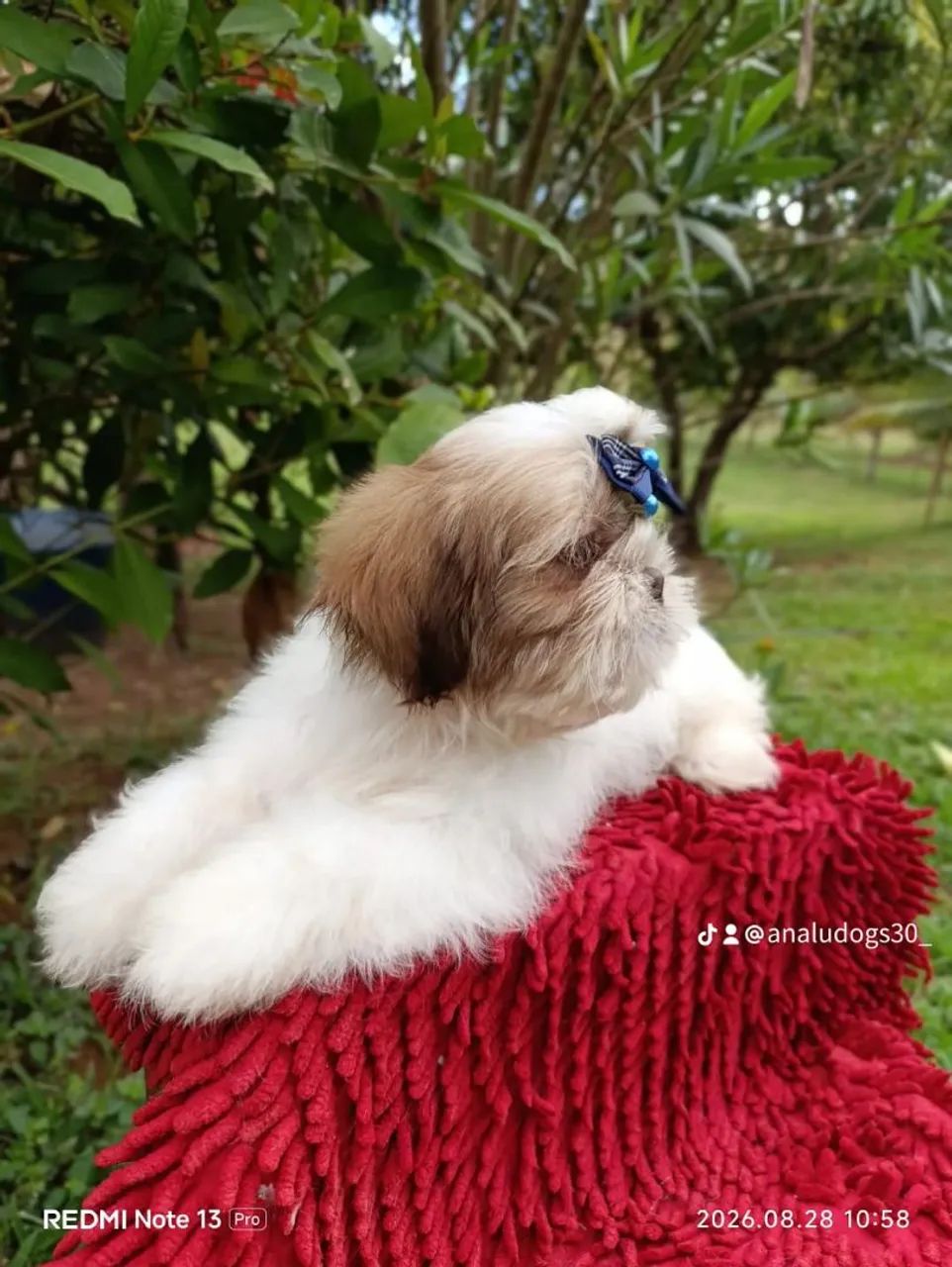 Shihtzu  - Foto 2