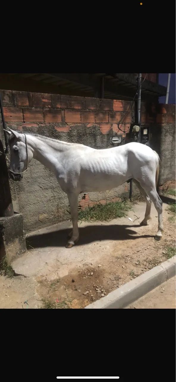 PORDO MANGALARGA  - Foto 3