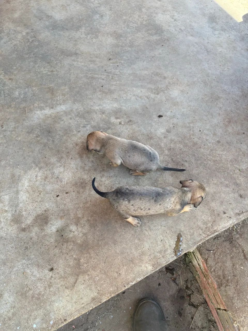 Cachorros - Foto 2