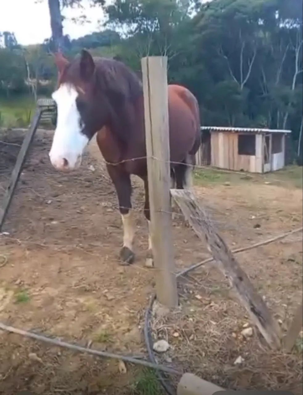 Cavalo crioulo - Foto 2