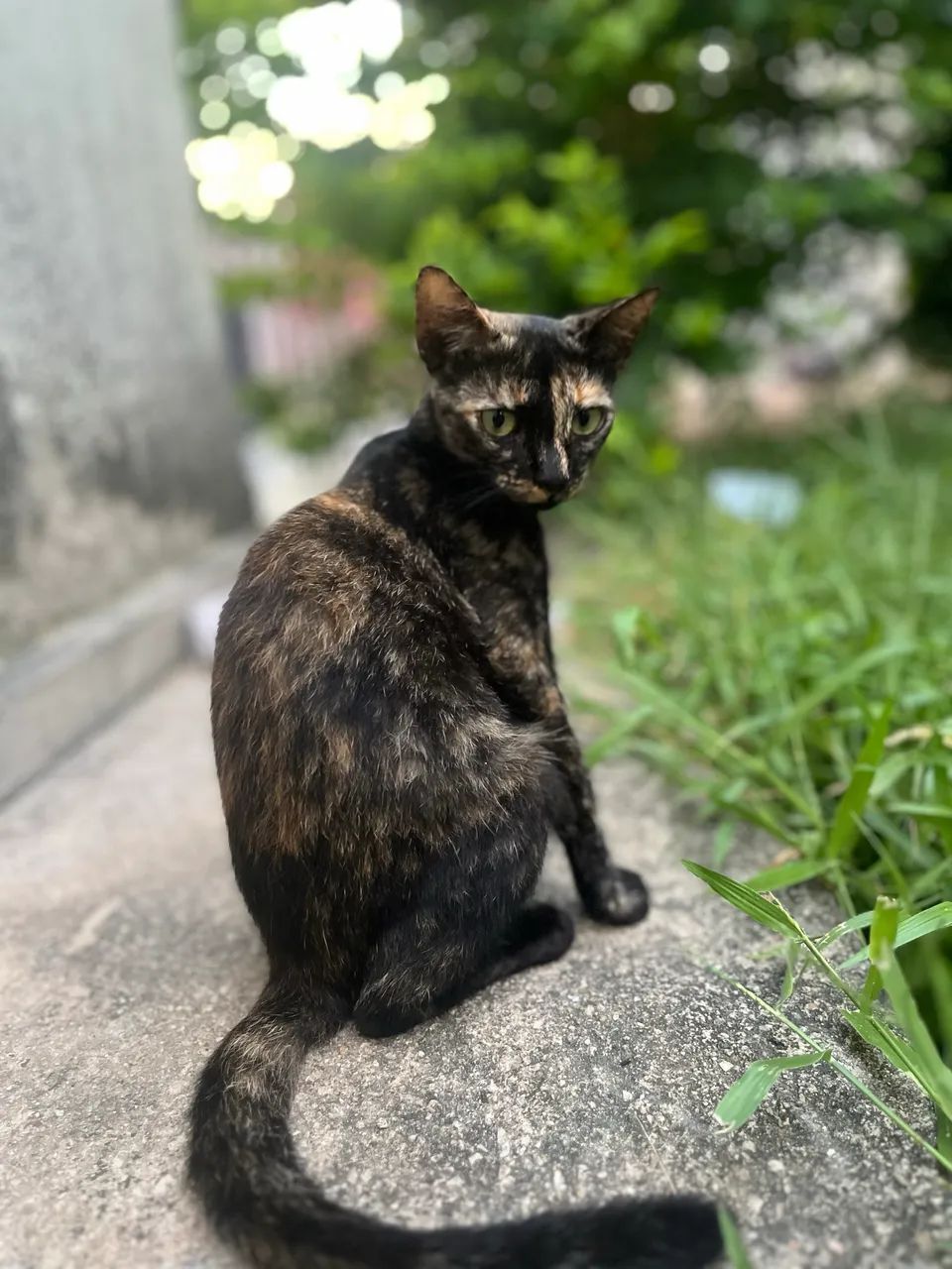 Gata para adoção - Foto 2