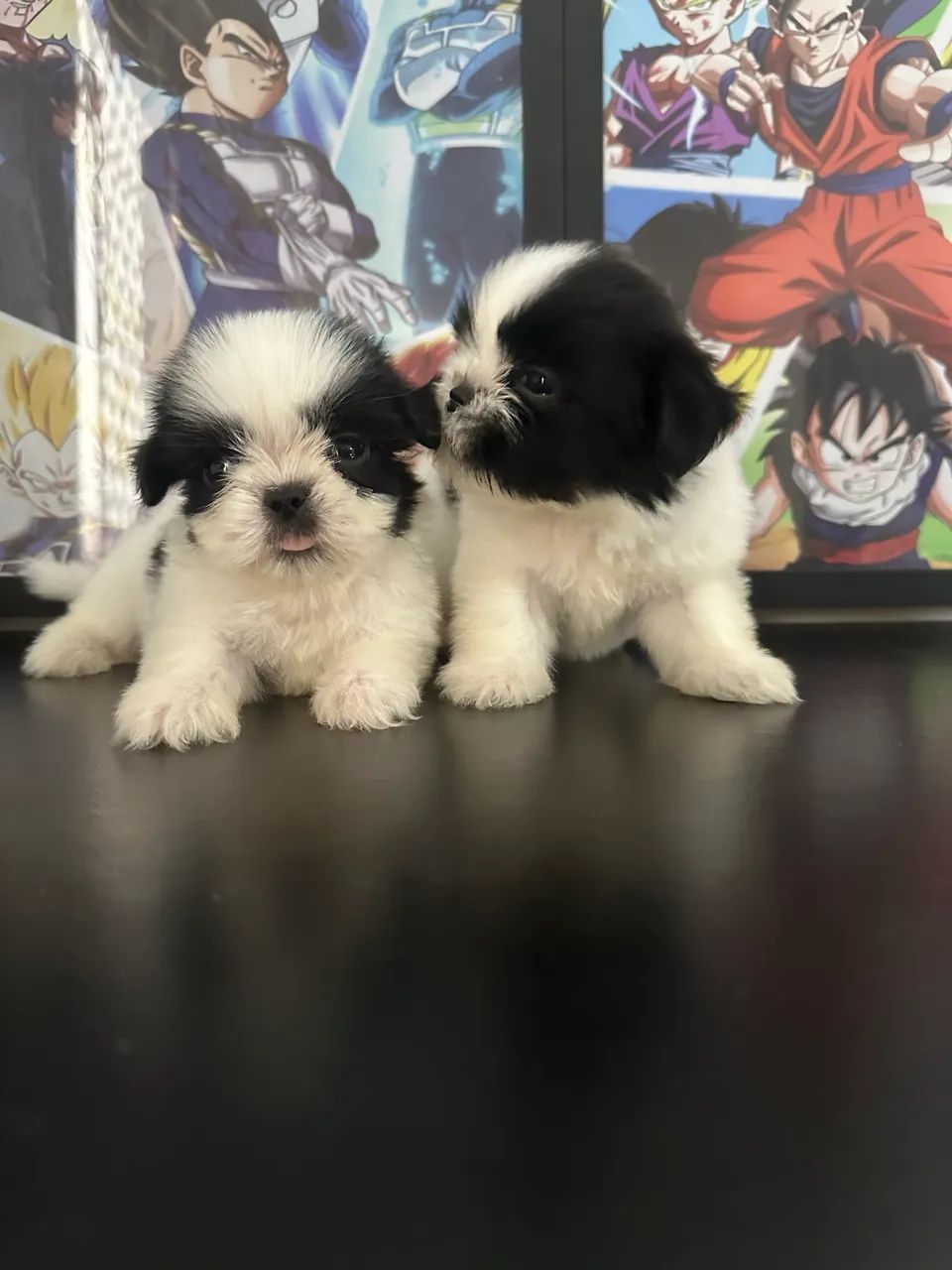 Shihtzu mini - Foto 5