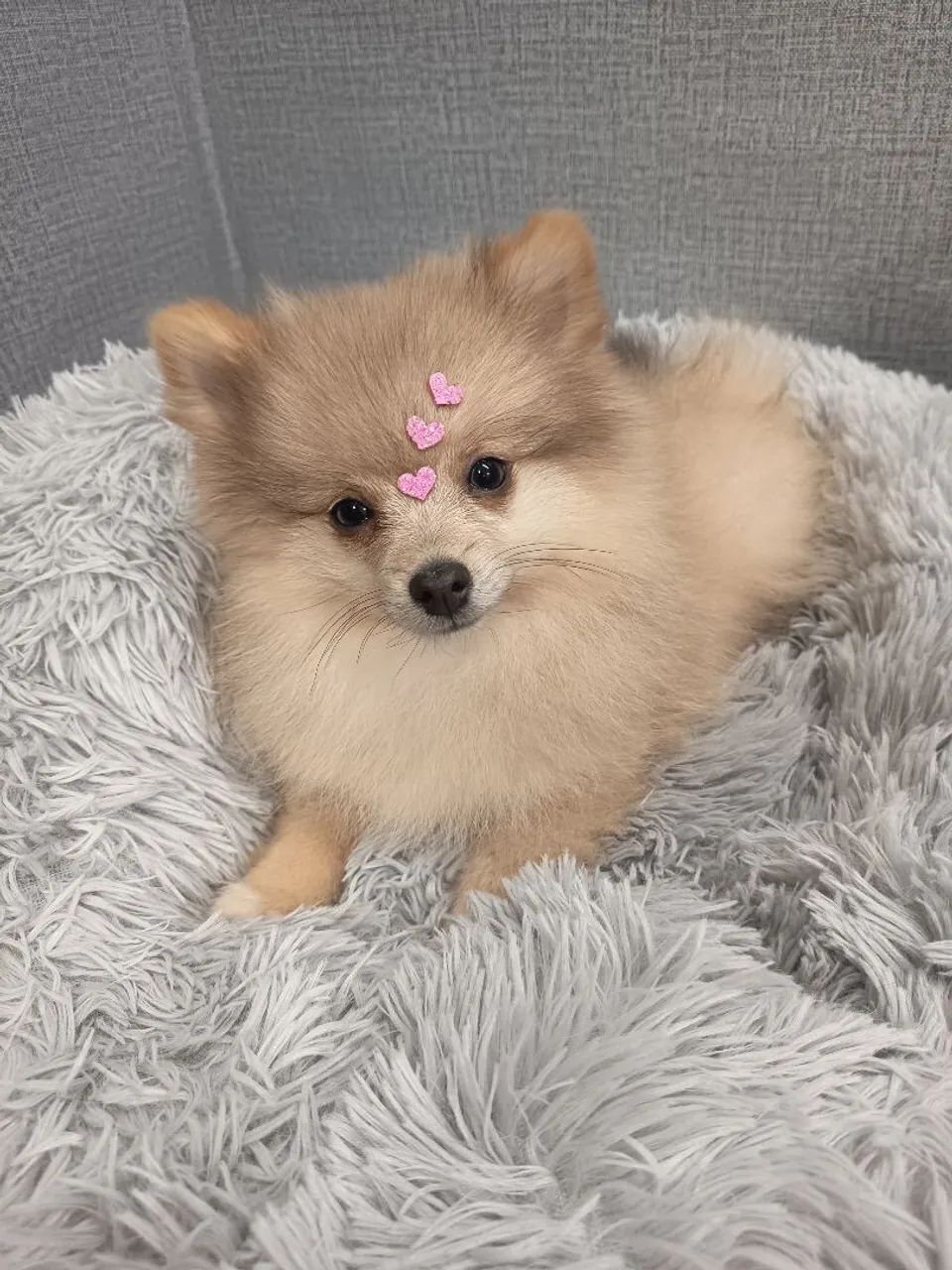 Spitz alemão fêmea