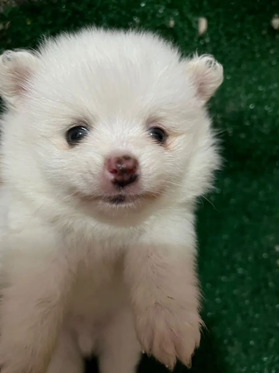 Spitz alemão macho branco