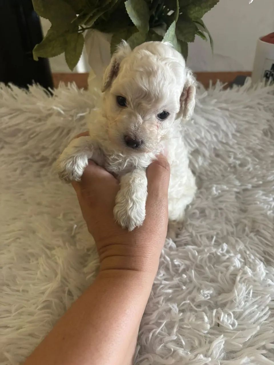 Poodle toy machinho - Foto 2