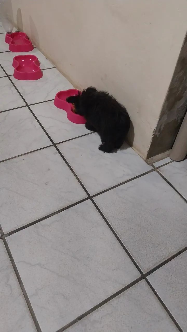 Femia de cachorro  - Foto 2