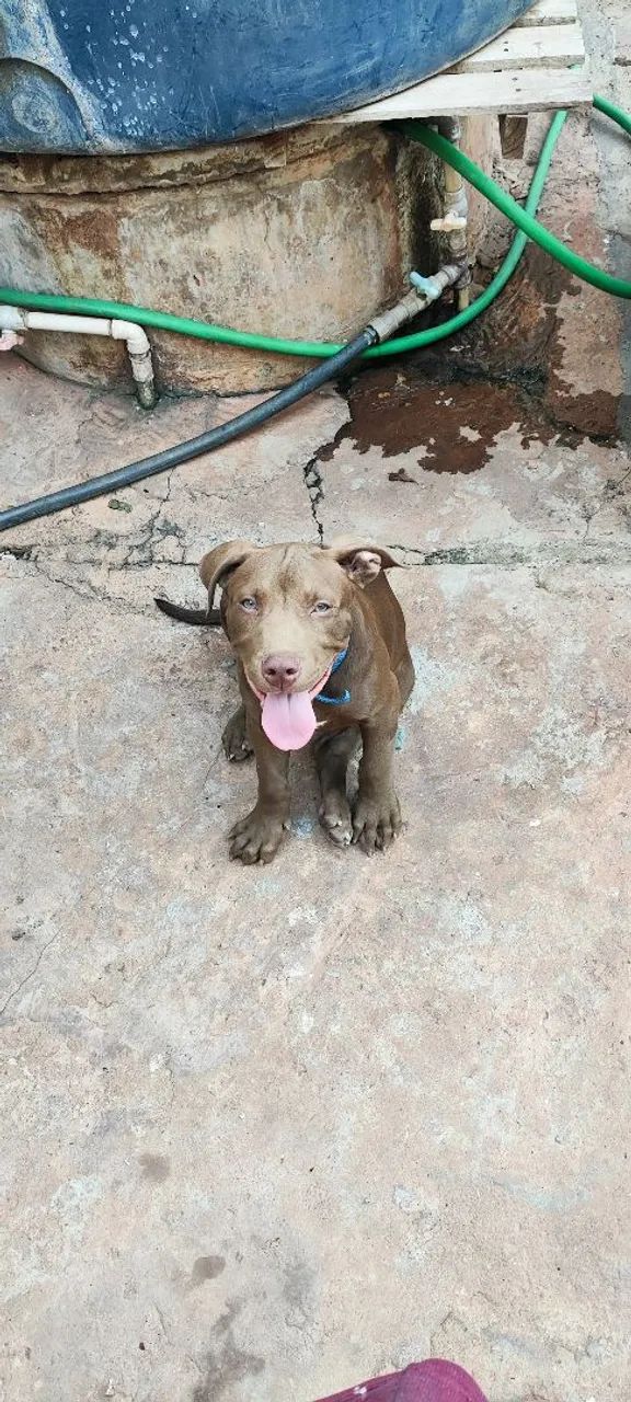 Cachorro 
