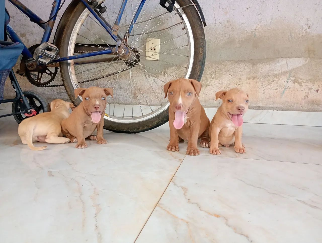 Vende-se Pitbull  - Foto 5