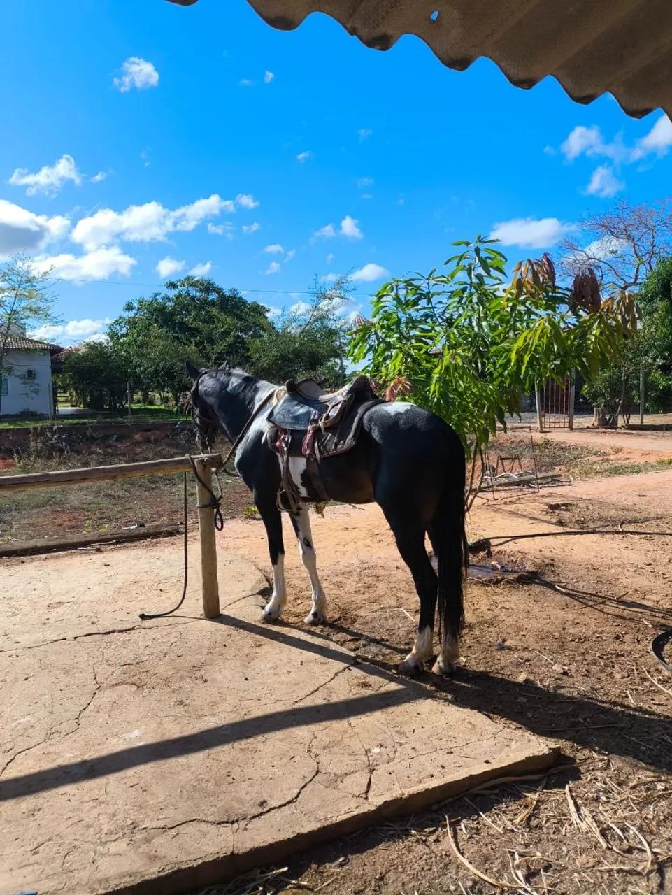 CAVALOS - Foto 3