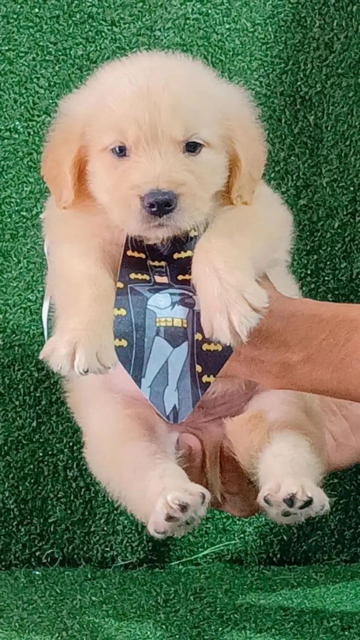 Cachorro 