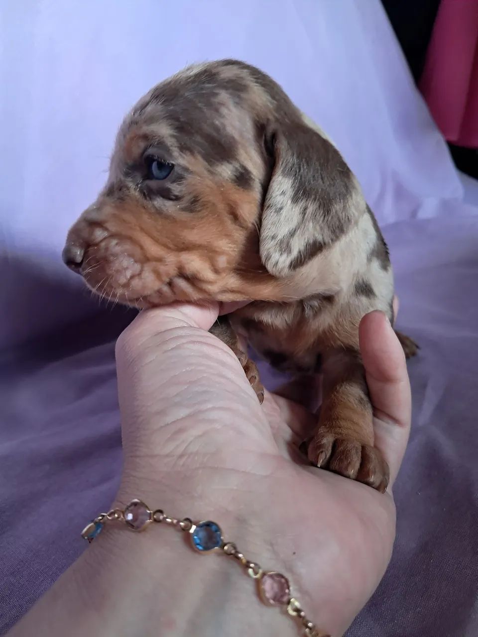 Dachshund - Foto 3