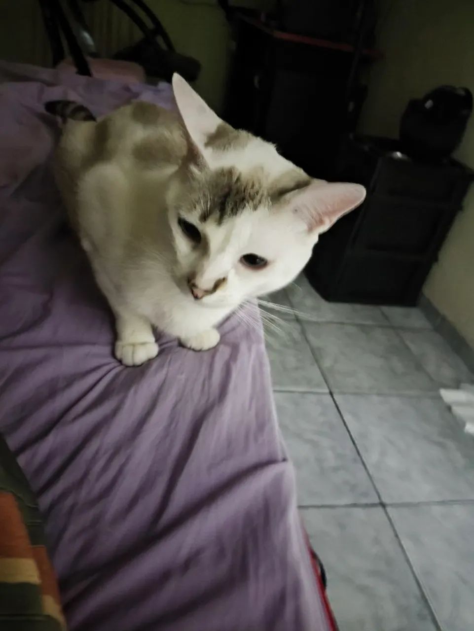 Gato macho para adoção 