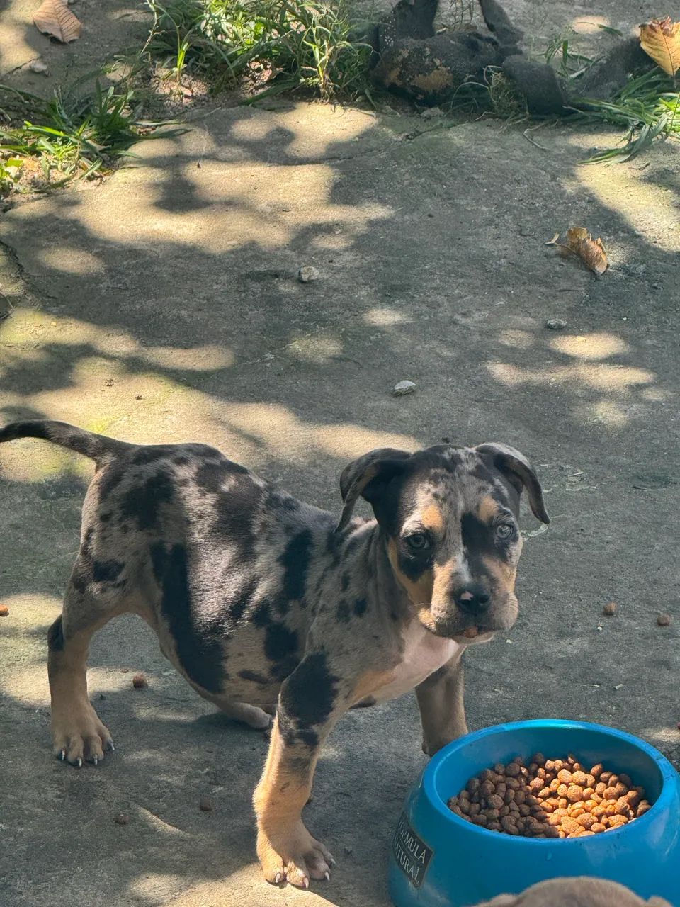 Pit monster tri black Merle  - Foto 3