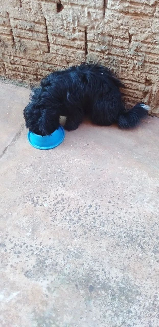 Vendo  - Foto 4