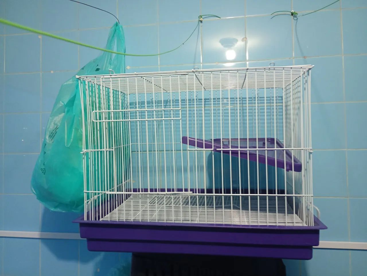 Gaiola Porquinho da Índia 