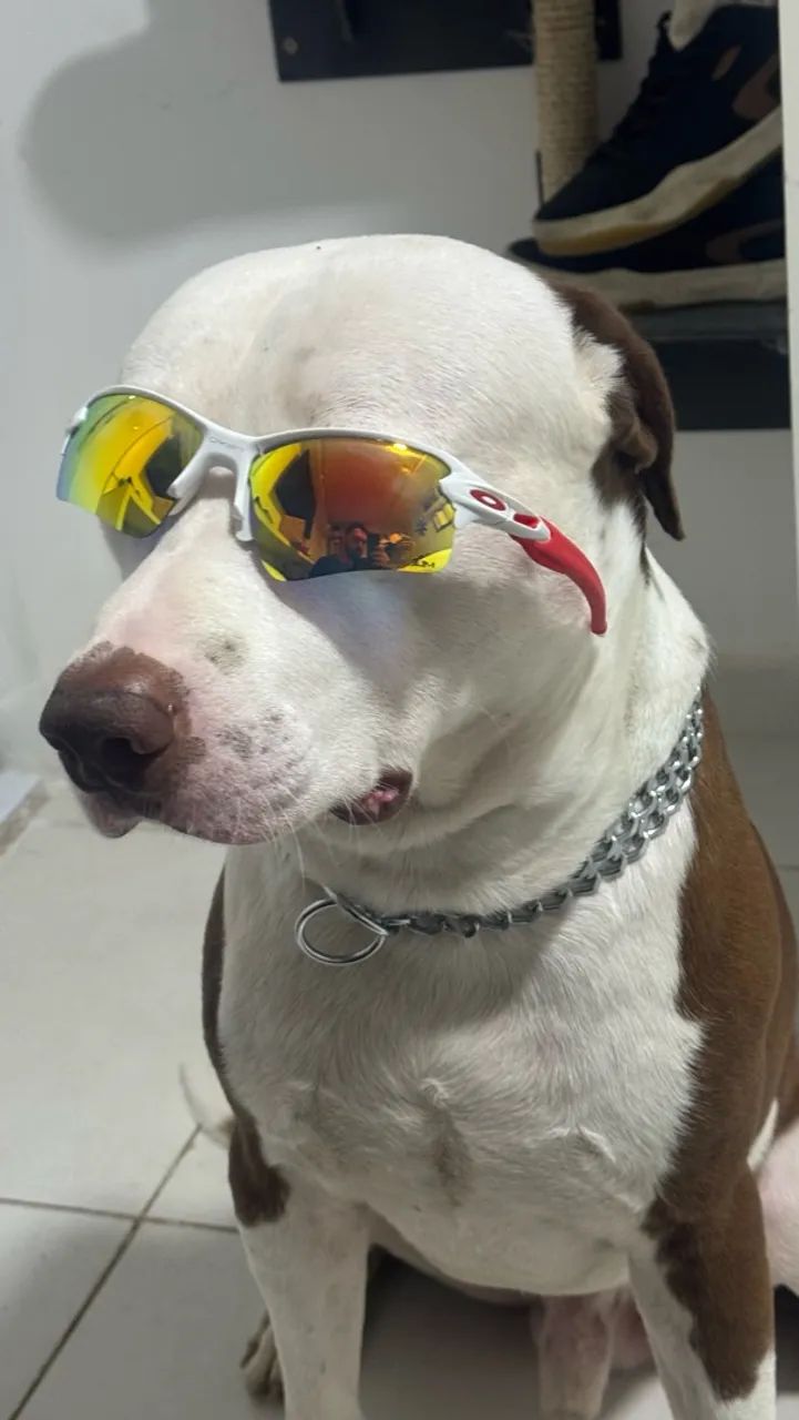 PROCURO FÊMEA PITTIBULL  - Foto 2