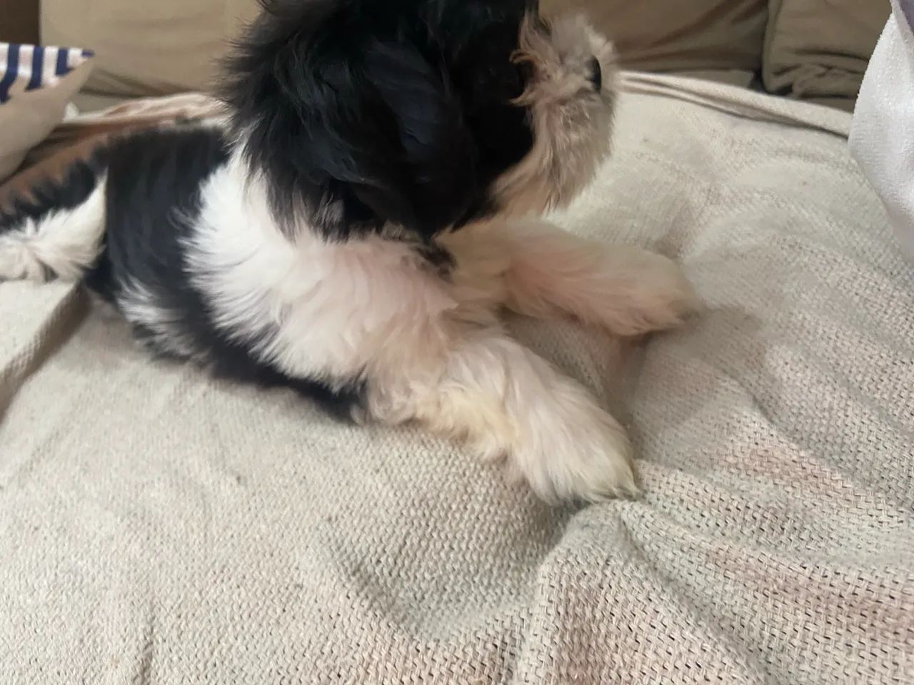 Cachorro Shitzu 700$ - Foto 5