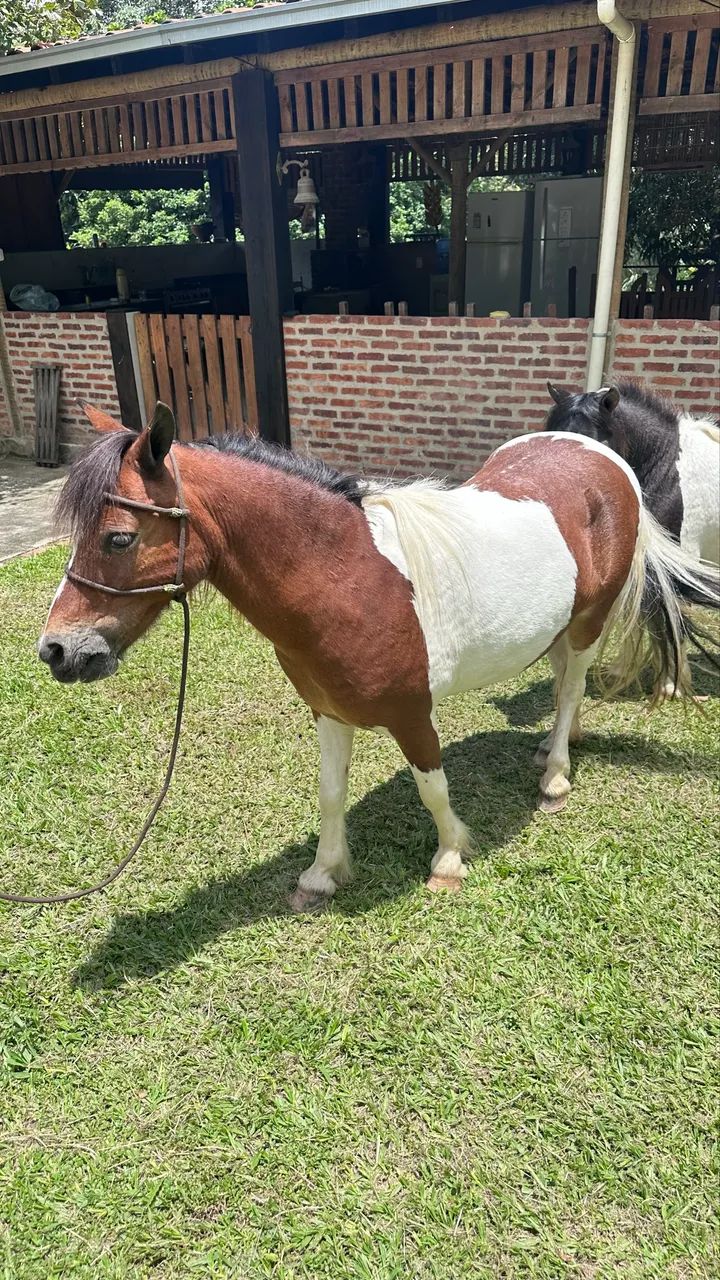 Casal Pônei Inteiro Pampa de preto e Fêmea  - Foto 5