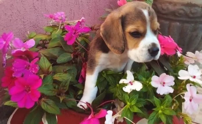 Filhotes de Beagles  - Foto 4