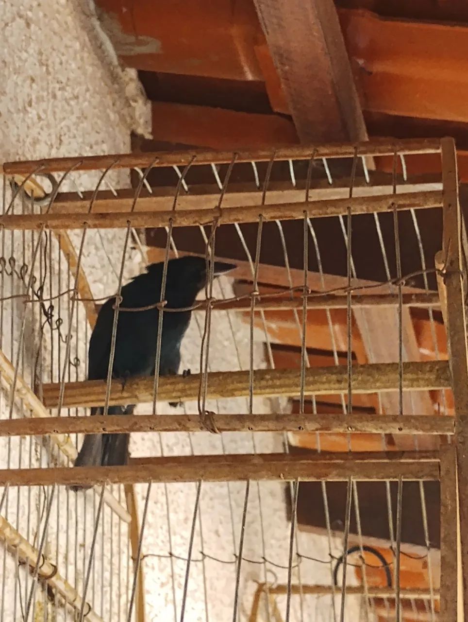 Gaiolas de madeira  - Foto 3