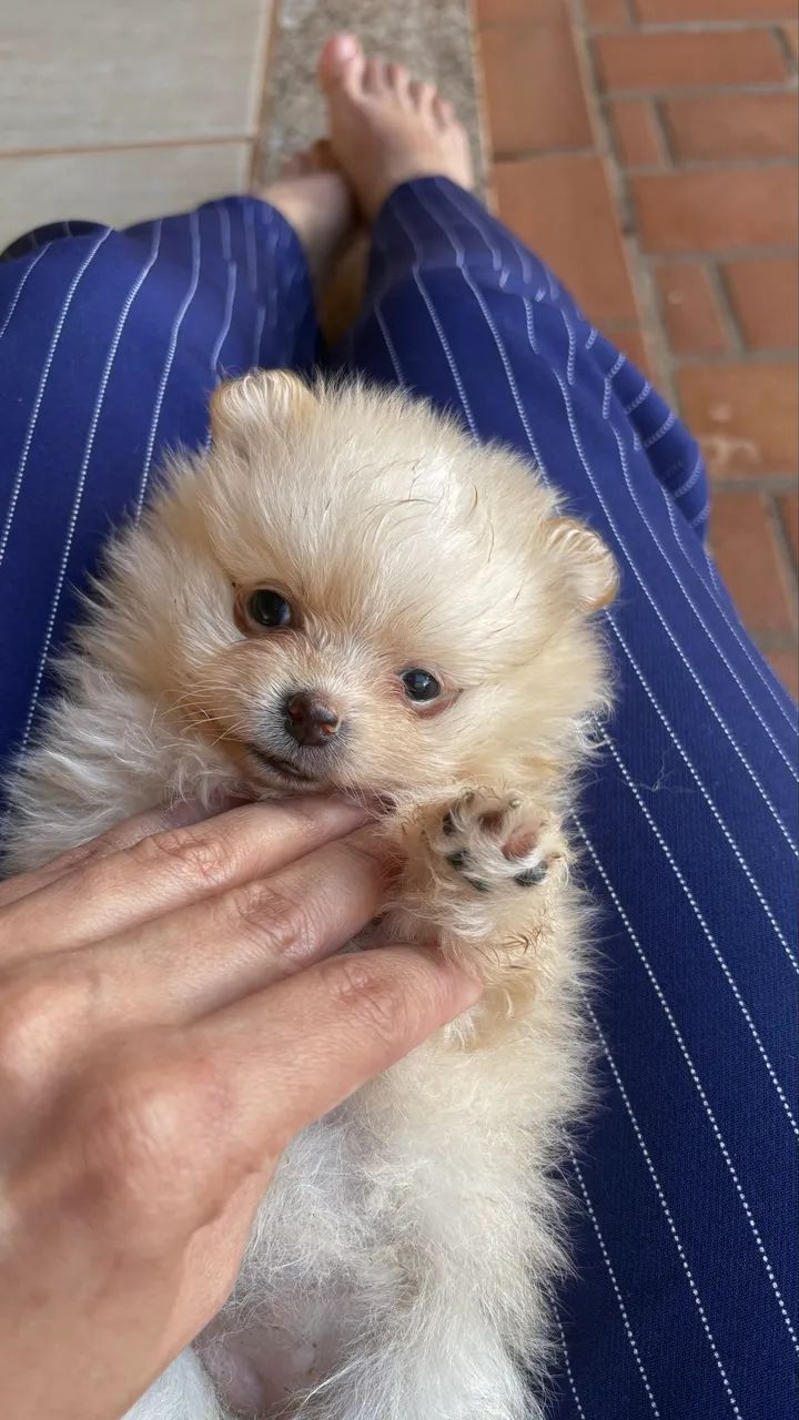 Fêmea Lulu da pomerania, Szptiz Alemão Anão 