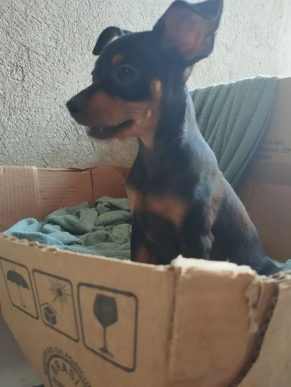 Pinscher pequenino. - Foto 3