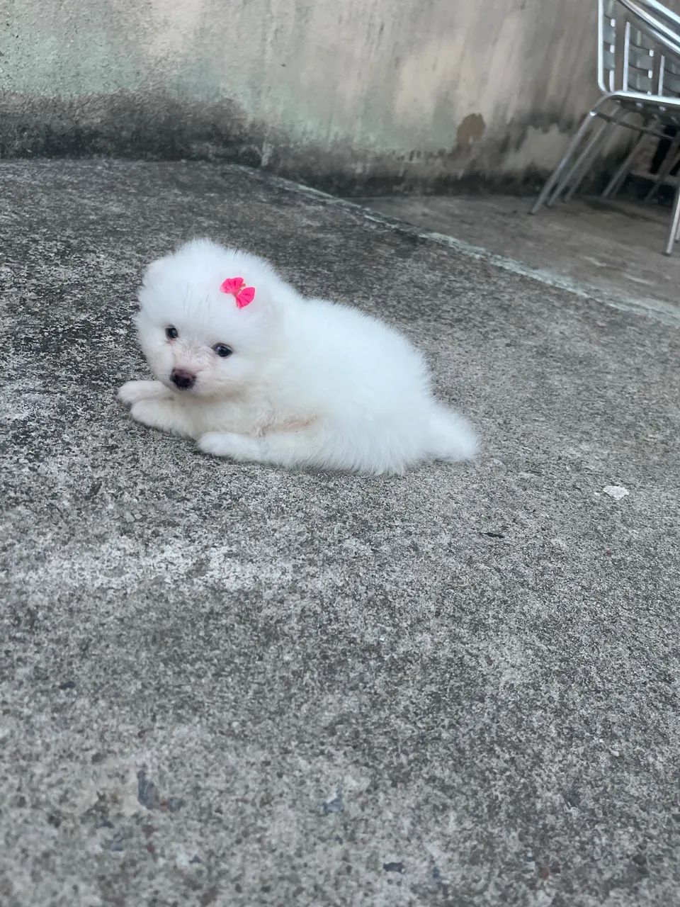 Spitz alemão  - Foto 2