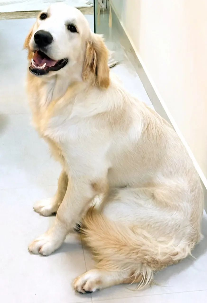 Cachorro  - Foto 2