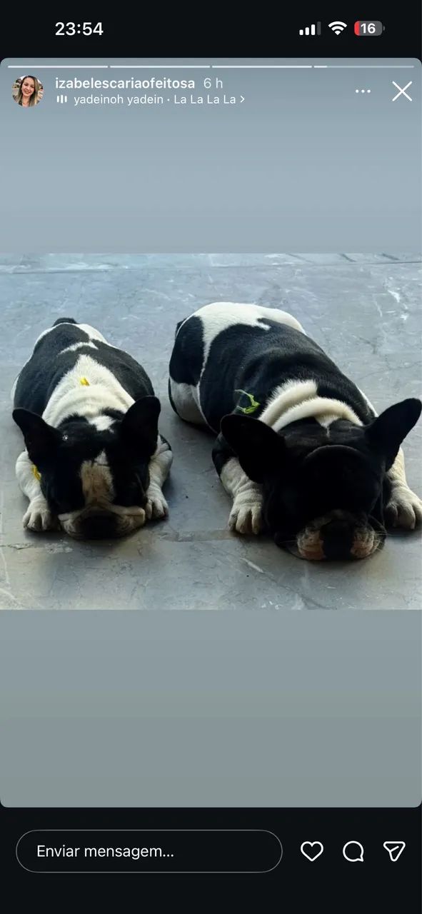 Buldogue francês - Foto 3