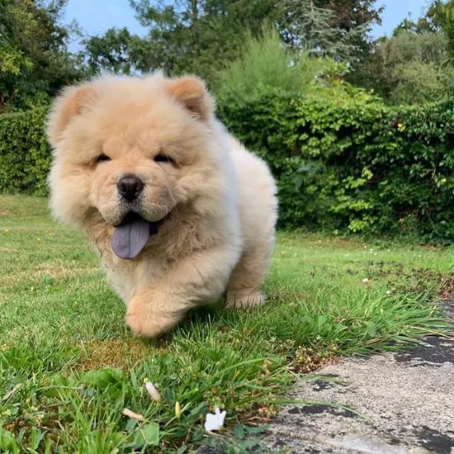chowchow - filhotes 