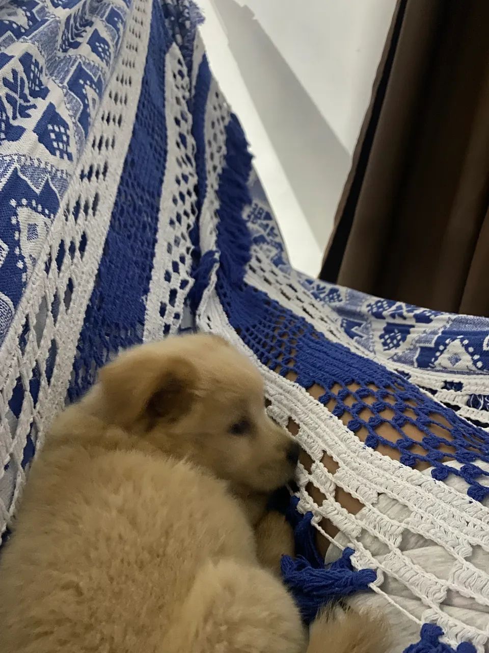 Filhote de Chow Chow - Foto 2