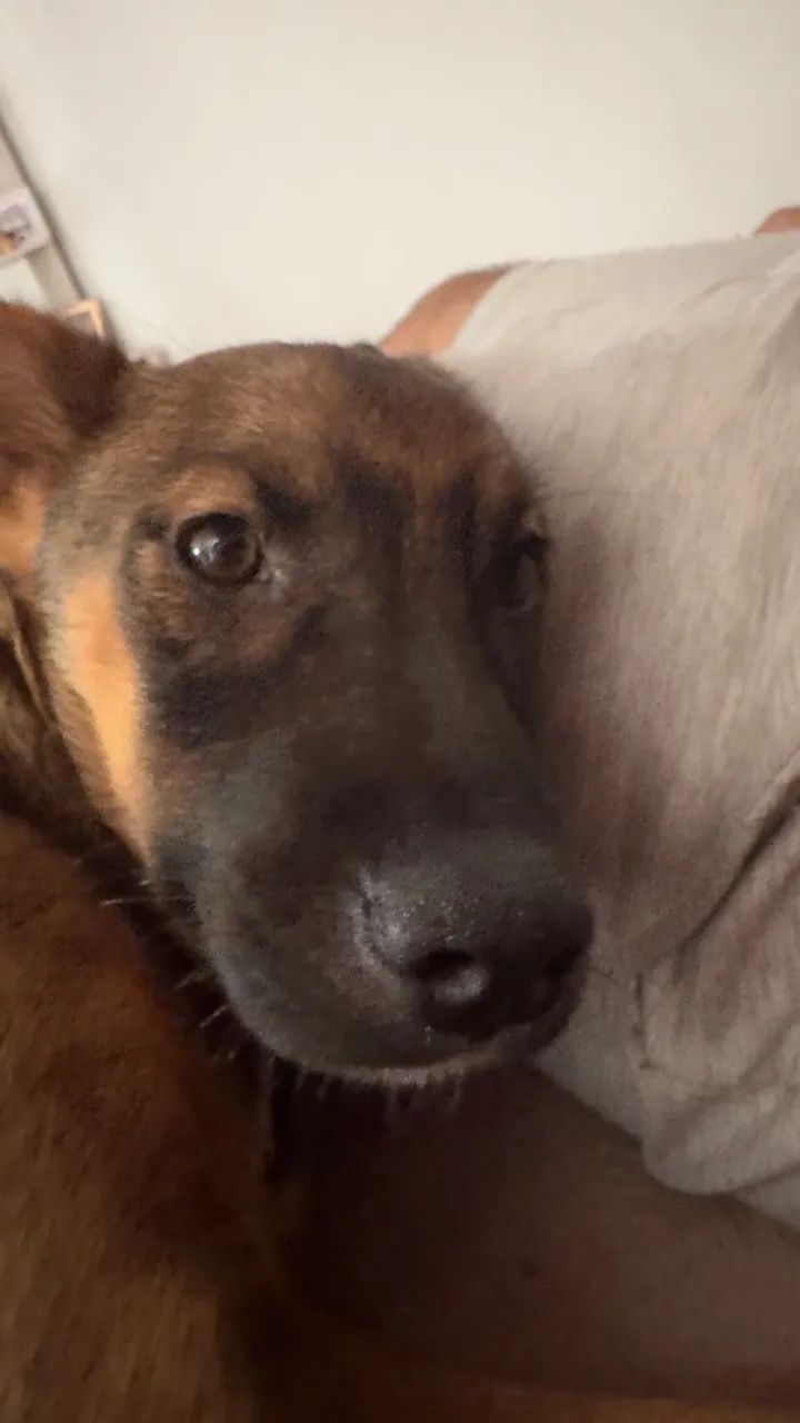Cachorro - Foto 4