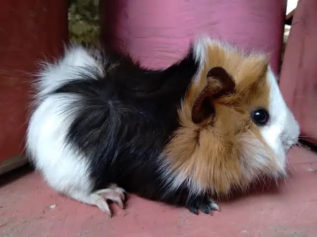 Porquinho da Índia