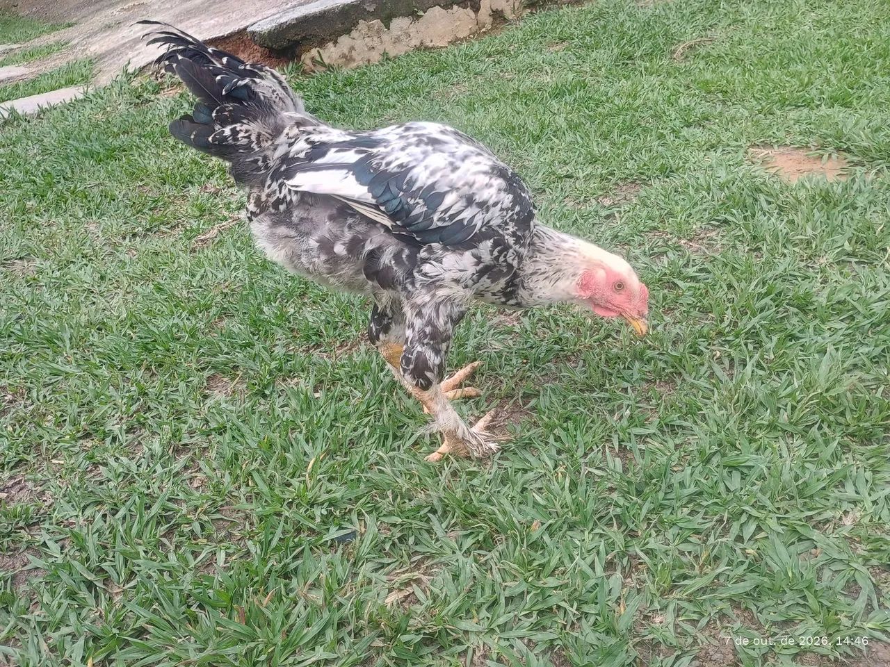 Frangos Brahma  - Foto 2