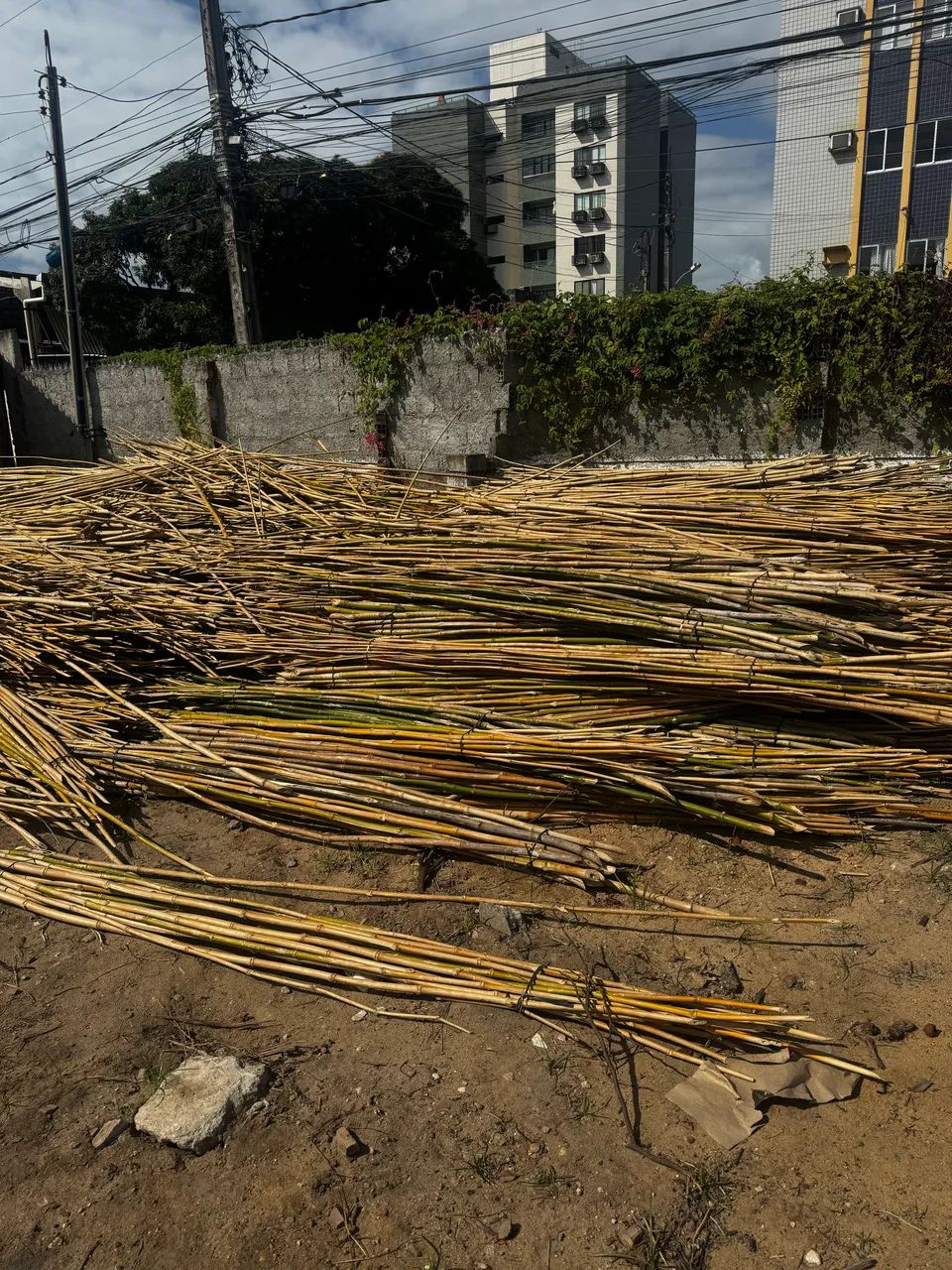 BAMBU PARA POLÍTICA - Foto 3