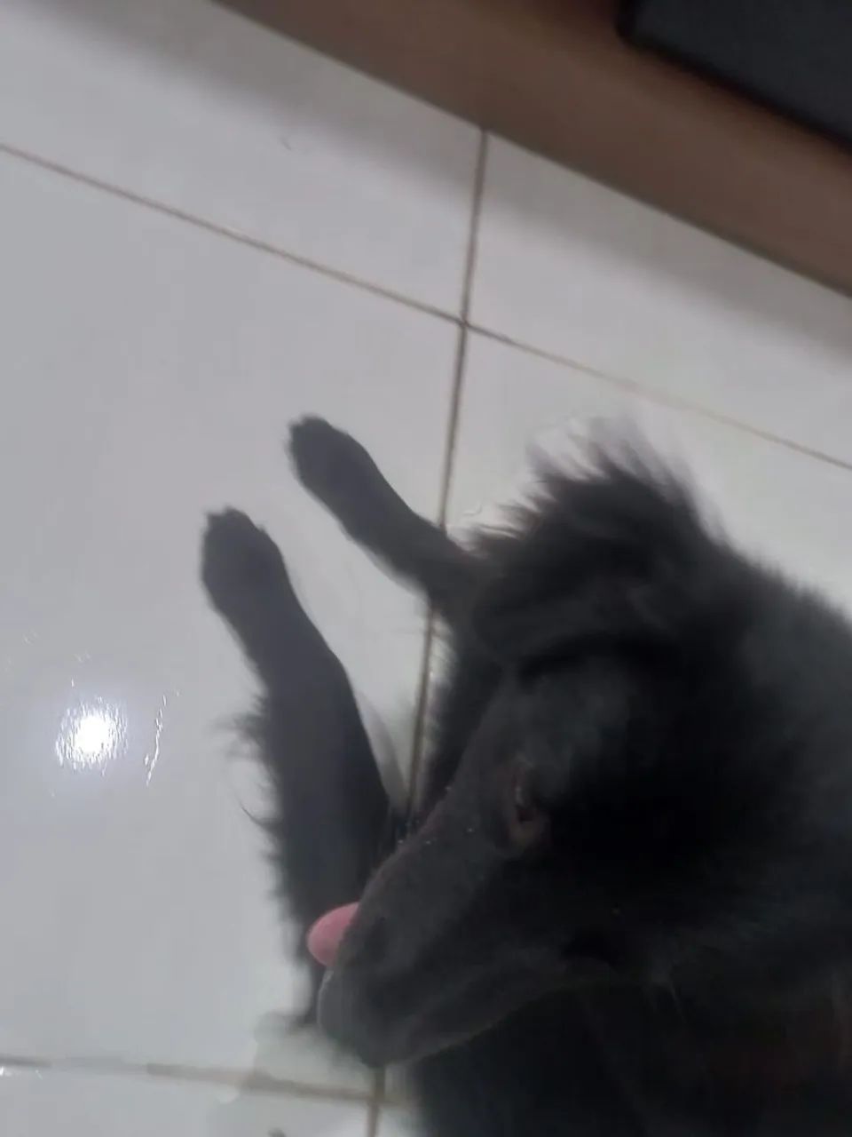Estou doando - Foto 3