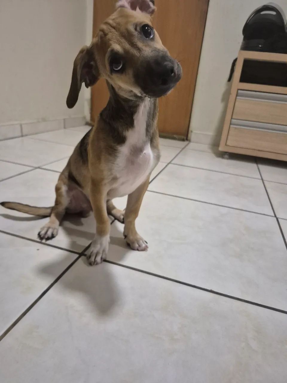 Cachorro para adoção - Foto 2