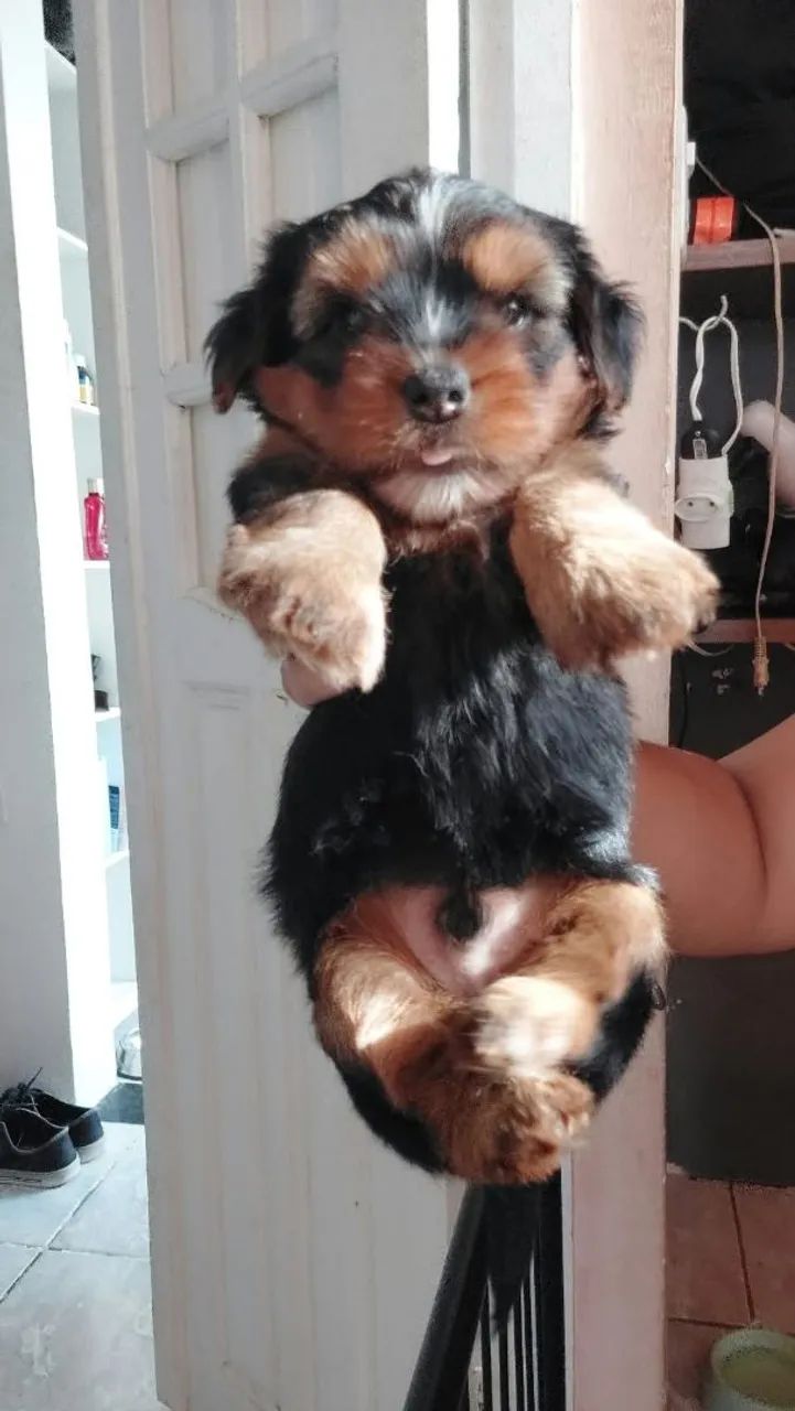 Yorkshire Terrier Macho  - Foto 2