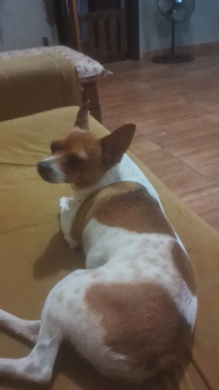 Pincher  - Foto 2