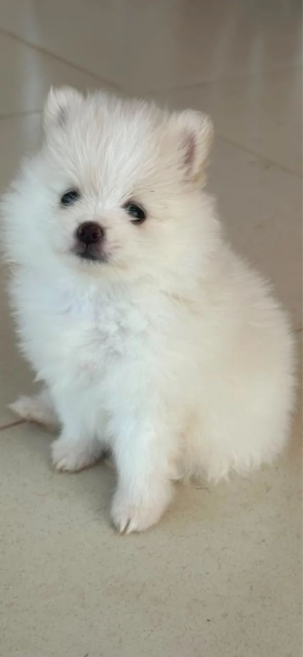 SPITZ ALEMÃO  - Foto 2