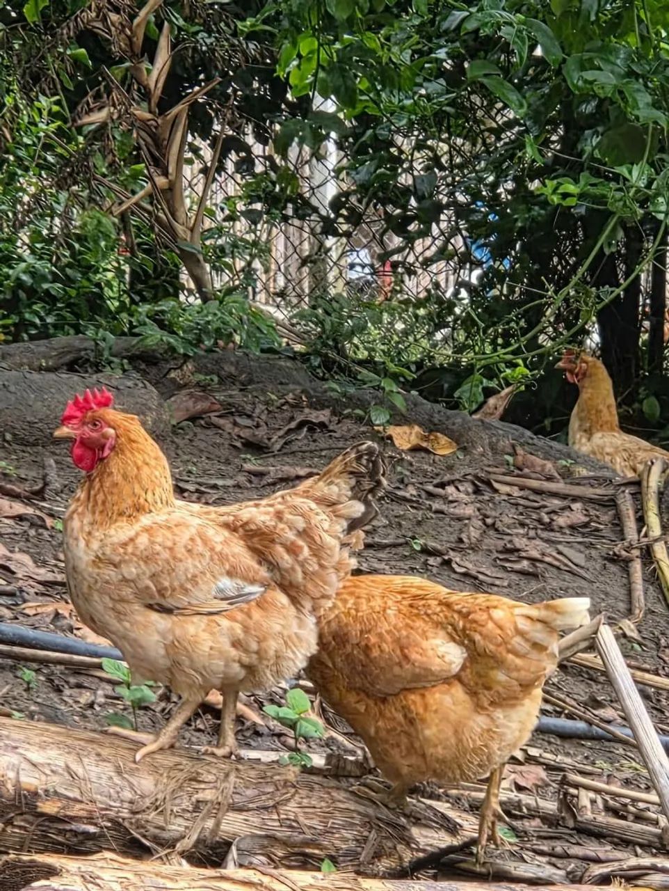 Galinha Raça Caipira Pesadão Vermelho