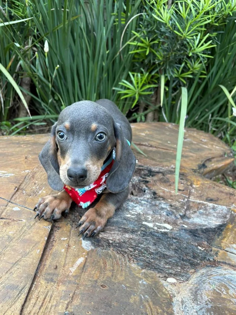 DASHCHUND BLUE MACHO