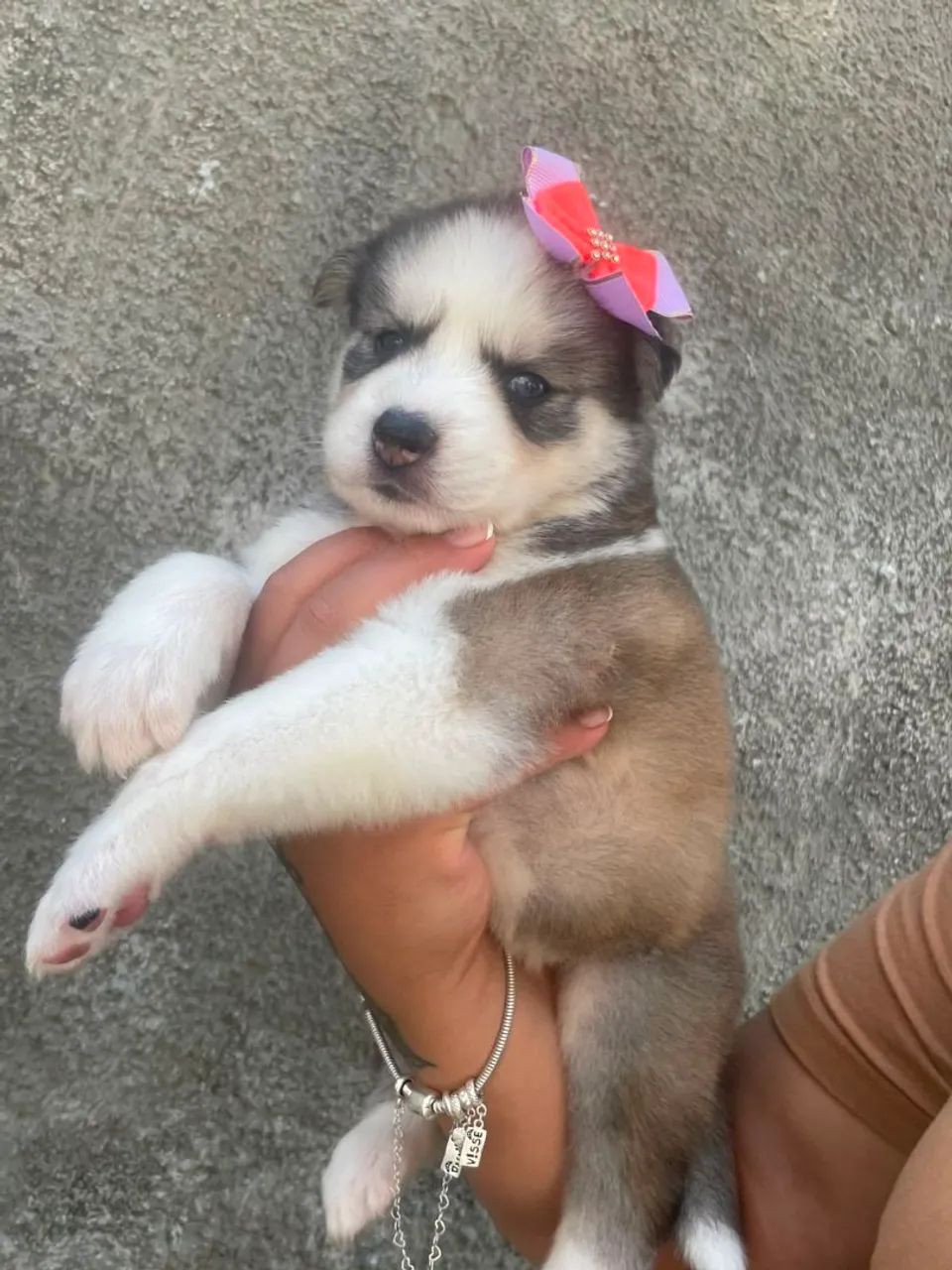 Husky siberiano  - Foto 4