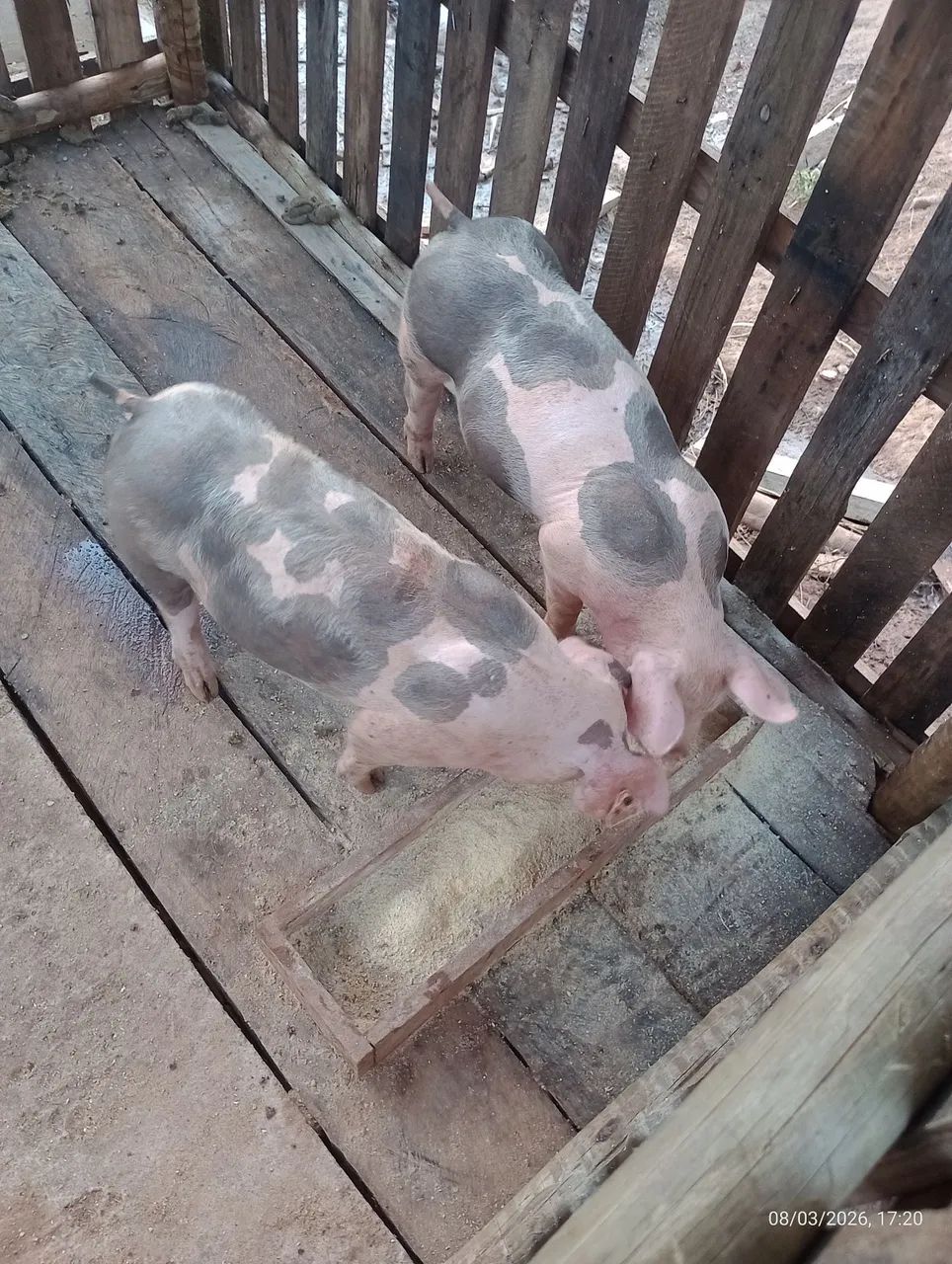 Leitão pitram  - Foto 2