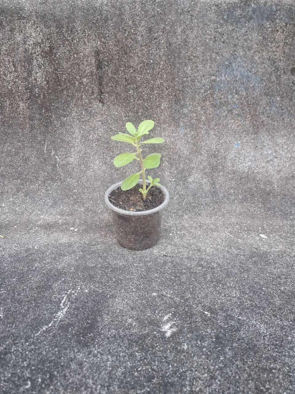 Muda de Boldo - Foto 3