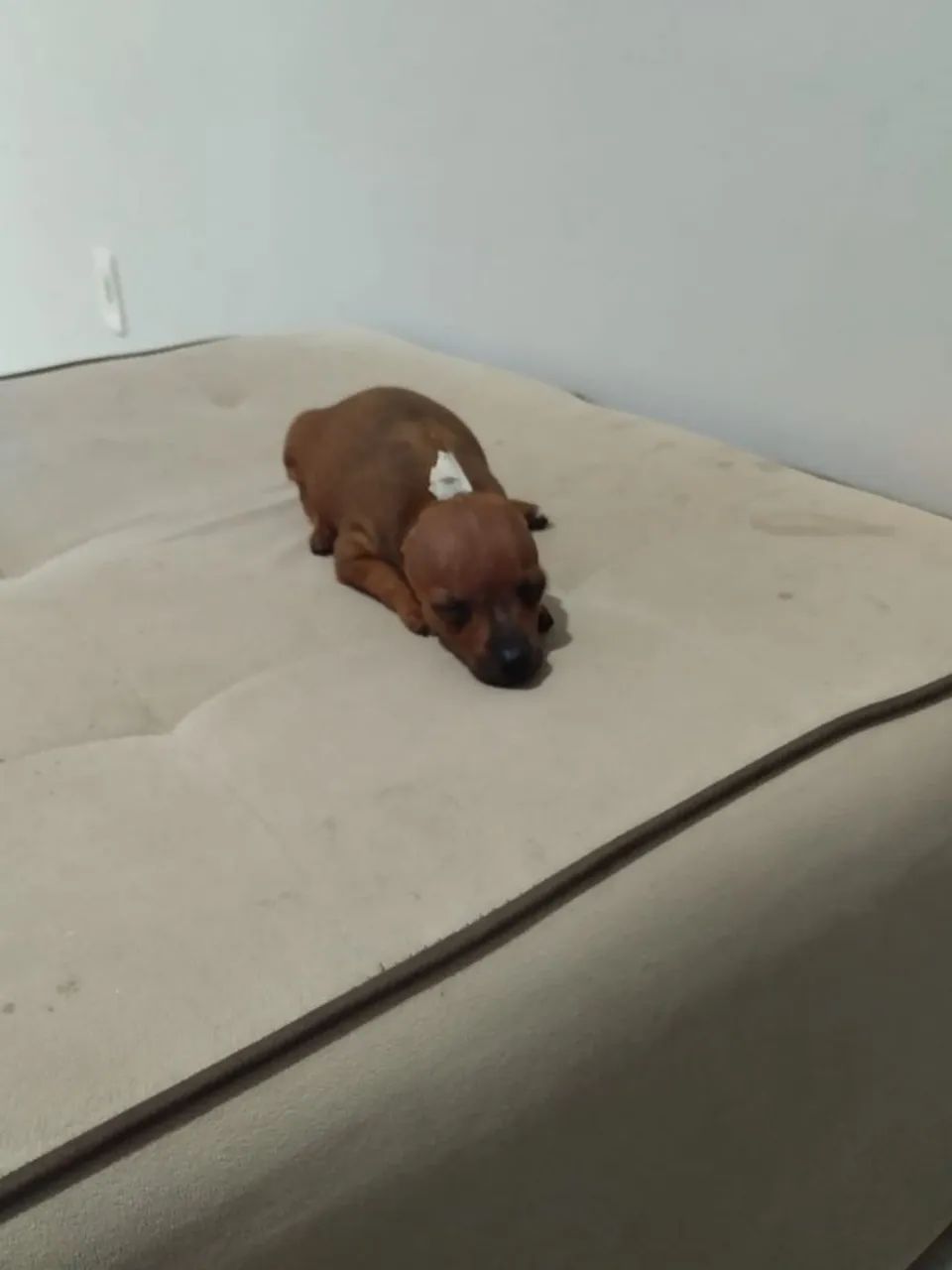 Vendo Pincher  - Foto 2